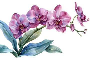 Fototapeta na wymiar Watercolor orchid and leaves illustration, perfect for greeting cards and invitations for various holidays and special occasions.