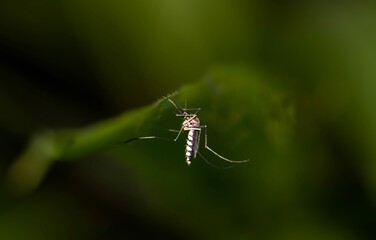 Macro of Culex Quinquefasciatus or Southern House Mosquito in Night with Selective Focus in Horizontal Orientation