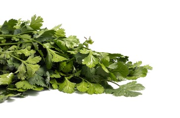 Cilantro or Coriander Leaves Isolated on White Background, Also Known as Dhania