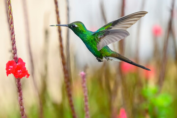 Cuban hummingbird. One of the smallest birds in the world