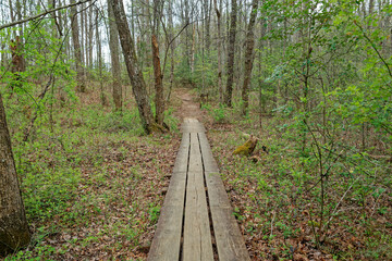 Boardwalk through the forest