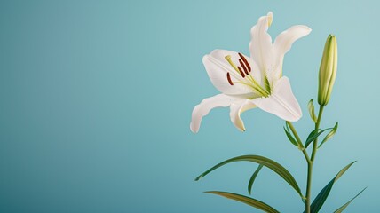 Vivid white lily bloom with buds on a serene blue backdrop