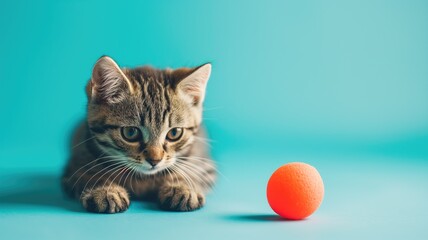 Fototapeta na wymiar Curious kitten looking at an orange ball on a blue background