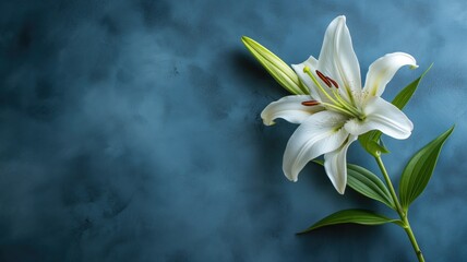 Fototapeta na wymiar A single pristine white lily against a moody blue backdrop