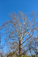 The autumn leaves in the tall tree of the forest.