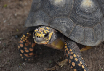 Up Close Look at a Turtle with Yellow Spots