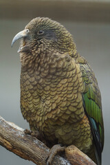 Portrait of Kea on branch