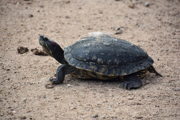 Paint Turtle on a Bunch of Sand