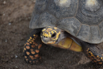 Yellow Spotted Turtle Up Close and Personal