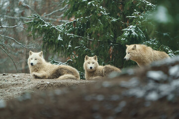 Portrait of Arctic wolf in zoo