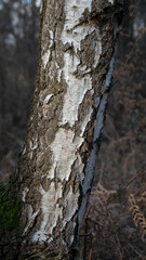 Baum rinde natur wald raus gehen frische luft moos pflanzen bäume