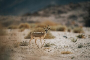 antelope in the wild - obrazy, fototapety, plakaty