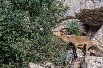 Iberian Ibex - Capra pyrenaica, beautiful popular mountain wild goat from Iberia mountains and hills, Andalusia, Spain.