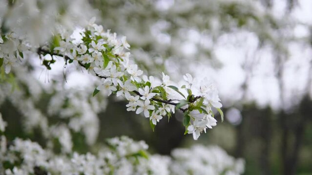 Many white flowers on tree branch with young leaves. Spring flowering of fruit trees in garden early in morning outdoor. Blurred bokeh in background picture.