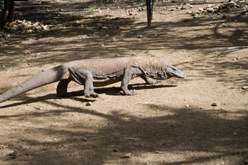 Indonesia Komodo dragon on a cloudy autumn day