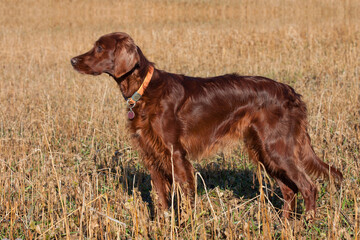 An Irish Setter, majestic in a mown cornfield in January, carefully watches the hunting area. A...