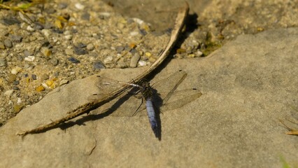 A Dragonfly's Elegance