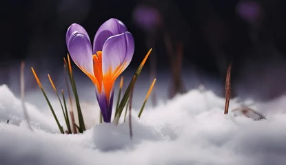 Fotobehang spring crocus flower © Master-L