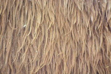Background. Hair of a wild animal. Background wool