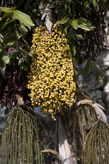 Indonesia betel nut on a cloudy autumn day