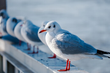 seagull bird fishing on river