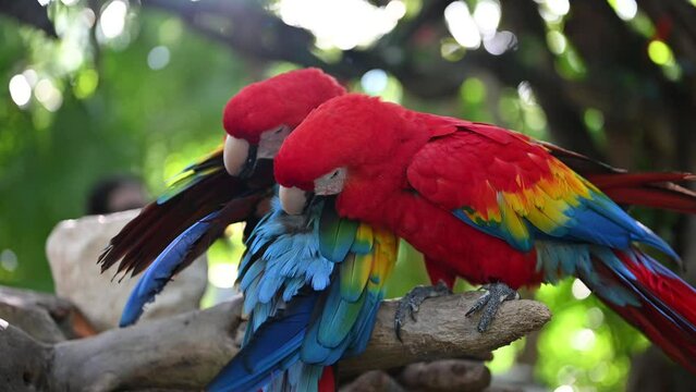 Guacamaya bandera rojo o Ara macao en la selva de del caribe Mexicano, parque eco turistico 