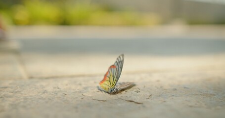 A delicate dead butterfly with translucent wings on a concrete and The Red Ants is a swarming the butterfly becomes food for the ants, busy movement insects running moving fast teamwork society