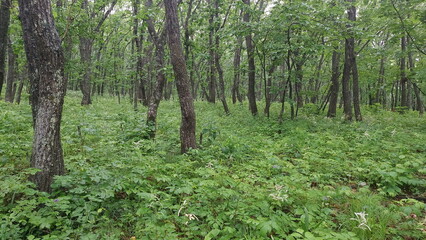 The forest on the Bruce Peninsula in Peter the Great Bay. Primorsky Krai