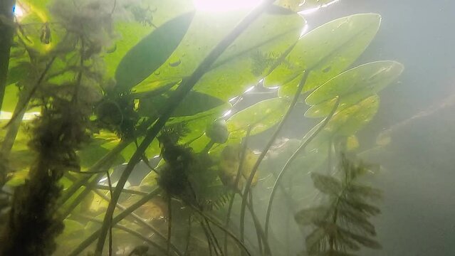 Underwater close up view of hornworts and water lilies