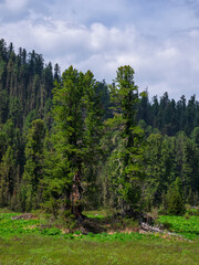 Fototapeta na wymiar Two old huge green cedars on a sunny mountainside