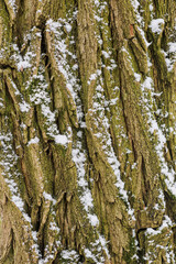 Obraz premium Background, texture of pine, coniferous winter tree bark with a pattern, with a green tint with snow on the surface. Close-up photography, abstraction.