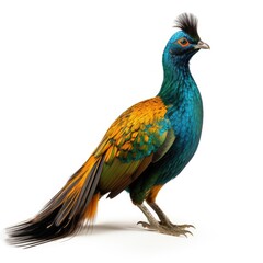 Photo of Himalayan monal bird isolated on white background