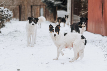 A pack of hungry homeless rural dogs stand in the snow in winter, waiting for food from people....