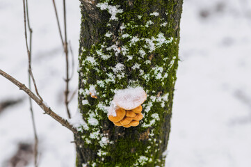 Growing edible orange flammulina mushrooms growing, hanging on a coniferous tree in the snow in winter in the forest. Photography of nature, food, plants. - Powered by Adobe