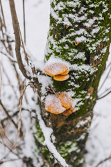 Growing edible orange flammulina mushrooms growing, hanging on a coniferous tree in the snow in winter. Photography of nature, food, plants. - obrazy, fototapety, plakaty