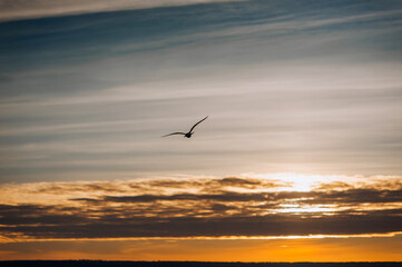 Obraz premium Beautiful seagulls, a small flock of wild birds fly high soaring in the sky with clouds over the sea, ocean at sunset. Photograph of an animal, evening landscape, beauty of nature.