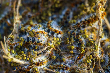 Moths caterpillars inside the nest
