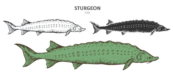 Hand drawn sturgeon fish isolated on white background. Set cartoon element in outline, monochrome and color version. Vector illustration in retro vintage engraving style.