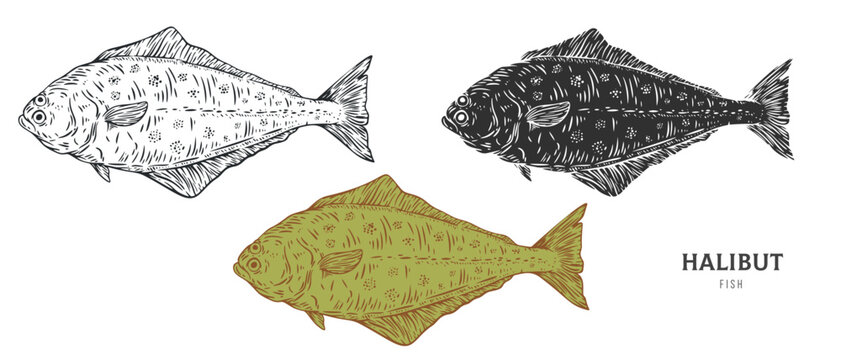 Hand drawn halibut fish isolated on white background. Set cartoon element in outline, monochrome and color version. Vector illustration in retro vintage engraving style.