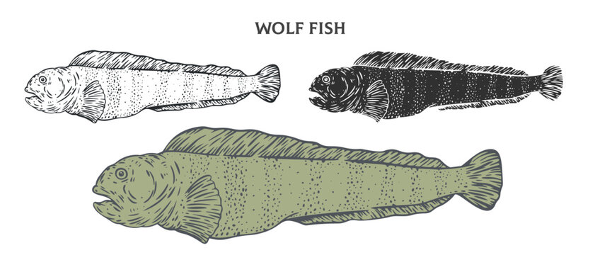 Hand drawn atlantic wolffish isolated on white background. Set cartoon element in outline, monochrome and color version. Vector illustration in retro vintage engraving style.