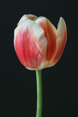 Spring flower tulip on black background photography