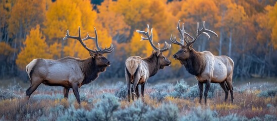 Bull Elk in a Majestic Fall Rut: Dominant Bull, Submissive Cow, and Elusive Elk Stand Out in the Vibrant Fall Rut