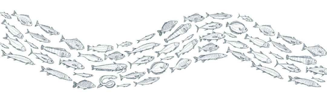 Hand draw ocean and river different fish in cartoon sketch style. Engraved retro illustration. Vintage vector background for banner, cover, menu.