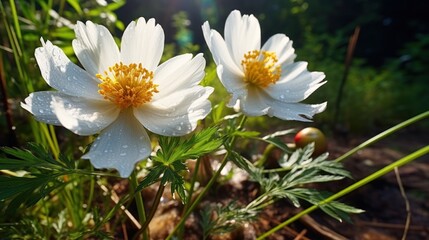 Garden of blossoming white peony flowers UHD Wallpaper
