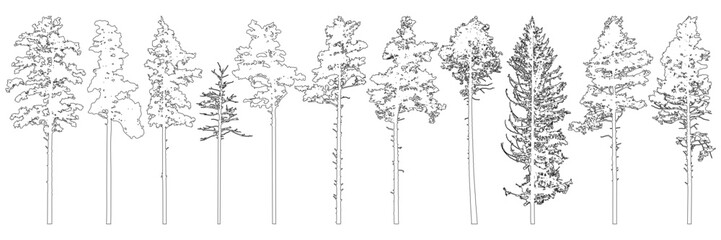 Contour of tall coniferous trees, set of beautiful pine trees. Vector illustration.