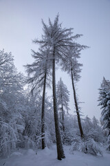 Verschneite Bäume im Sauerland im Winter