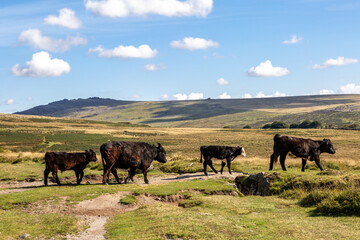 Cows and calves walking in the rural Devon countryside, with a blue sky overhead