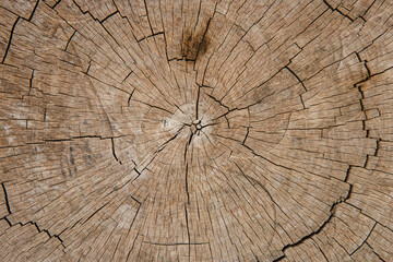 Close-up view of the texture of a sectioned tree trunk seen from above. Concept of textures, backgrounds and nature