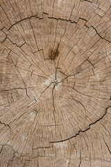 Close-up view of a sectioned tree trunk seen from above. Concept of textures, backgrounds and nature