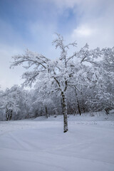 Verschneite Bäume im Sauerland im Winter - 721502309